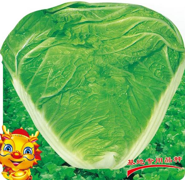 秦白新二号——白菜 秦白新二号——白菜